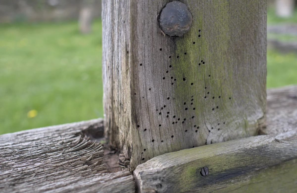 Close detail of weathered churchyard entrance timbers with small round holes, grain splits and surface loss beside metal fixings.