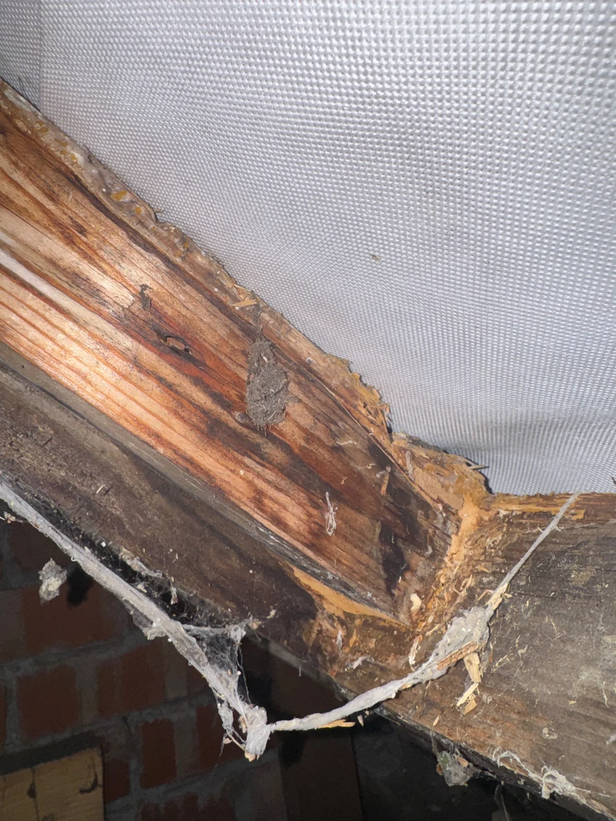 Loss of timber, split fibres and discolouration at a roof timber junction.
