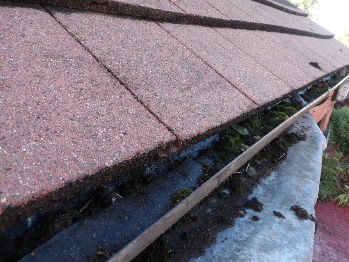 Moss and debris collecting in the rainwater gutter beneath roof tiles.