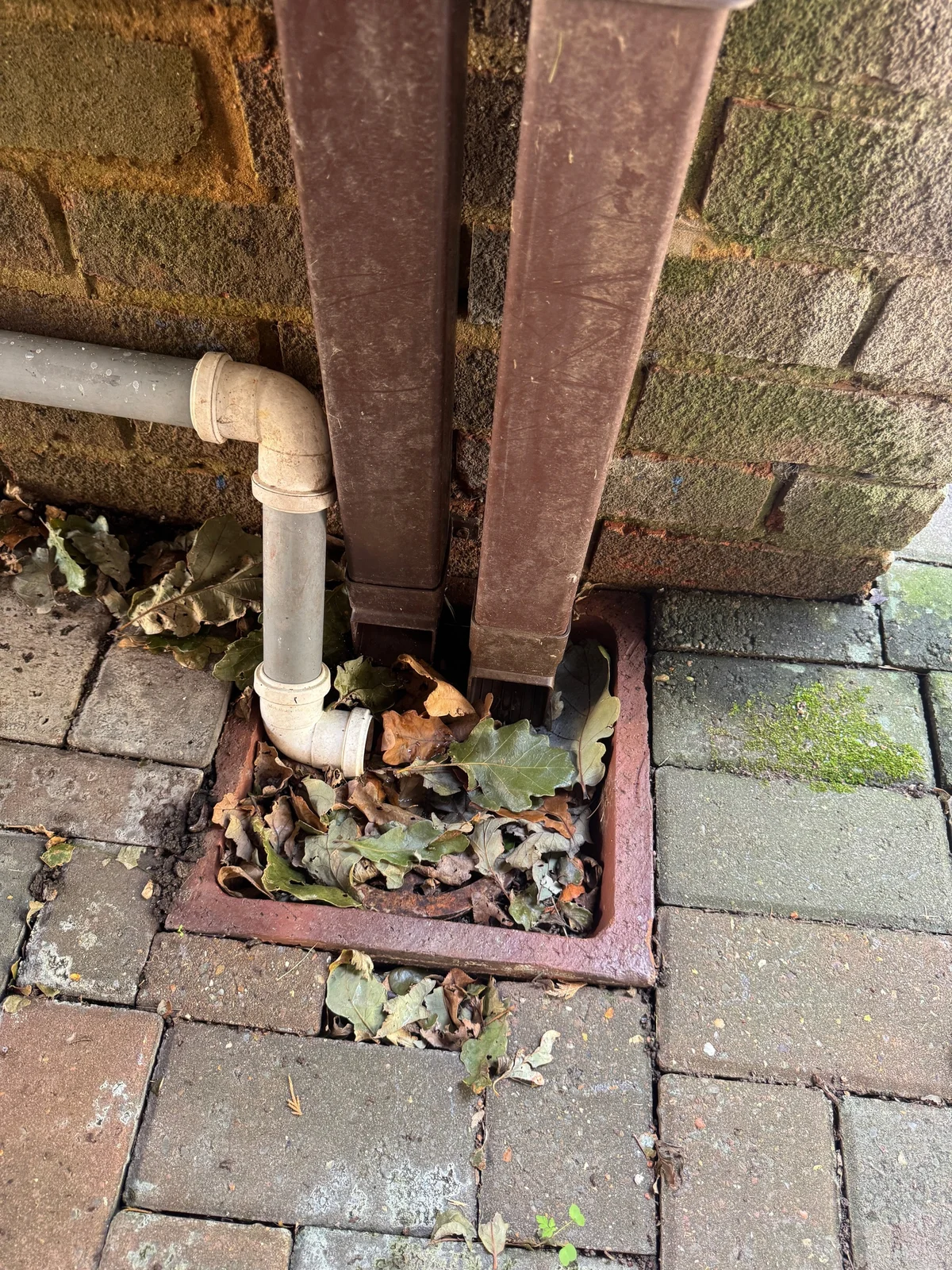 Leaves and debris filling a gully below rainwater and waste pipes.